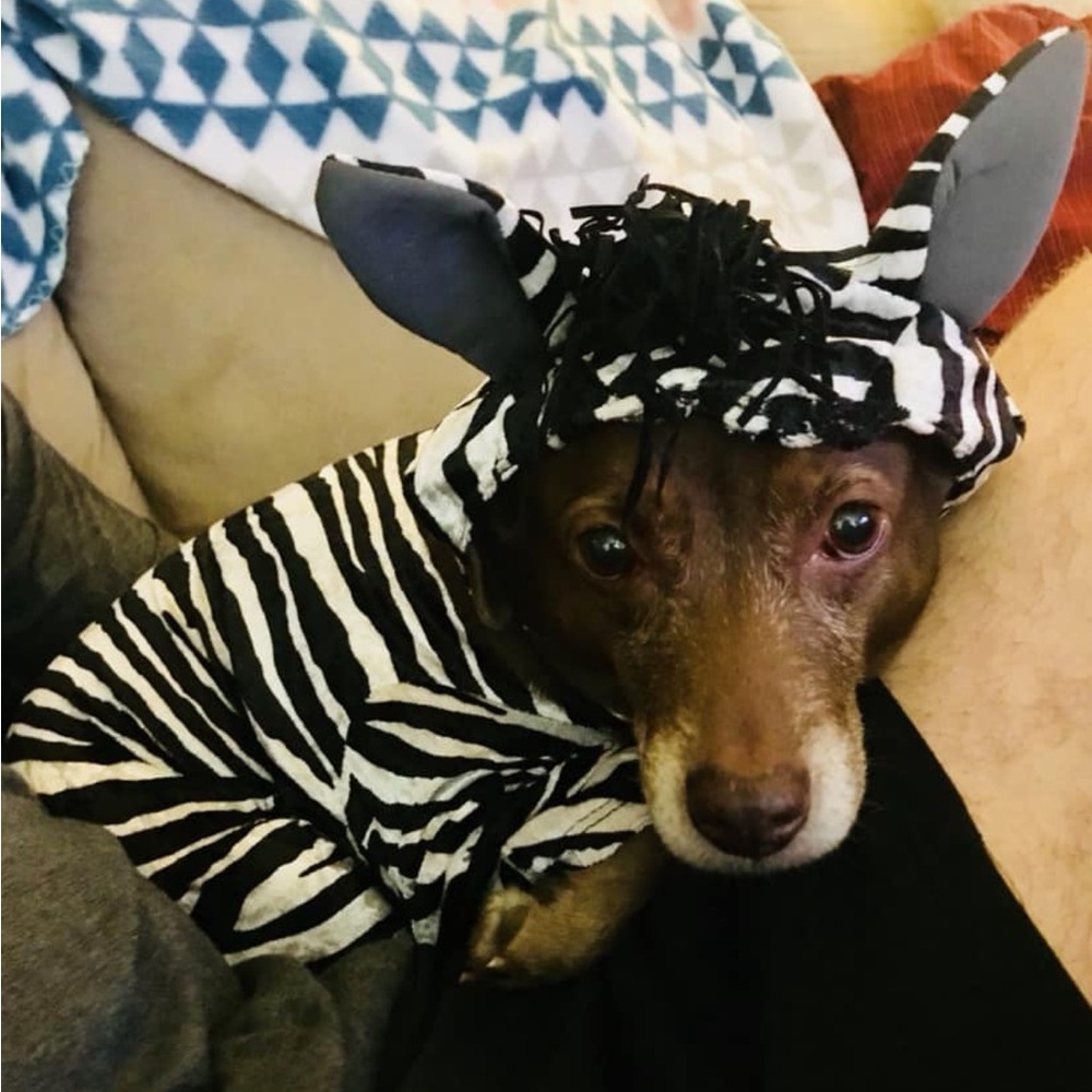 Zebra Dog Costume - Black/White